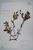 登錄號:S058698藏品圖，第1張