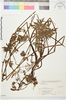 匍枝毛茛藏品圖，第1張