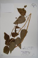 薄葉薺苨藏品圖，第1張