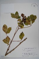 兩歧五加藏品圖，第1張