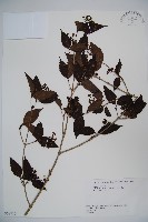 基隆莢迷藏品圖，第1張