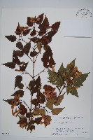 山楂葉槭藏品圖，第1張