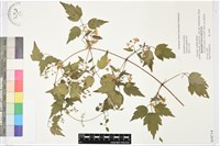 女萎藏品圖，第1張