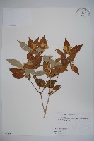 登錄號:S058719藏品圖，第1張