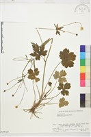 毛茛藏品圖，第1張