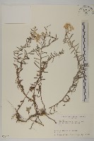 玉山抱莖籟簫藏品圖，第1張