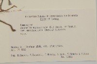 玉山抱莖籟簫藏品圖，第2張