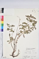 登錄號:S058729藏品圖，第1張