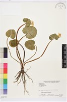 登錄號:S058733藏品圖，第1張