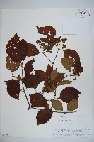 莢迷藏品圖，第1張