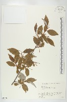 登錄號:S058750藏品圖，第1張