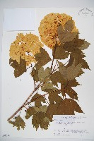 雞樹條莢迷藏品圖，第1張