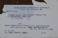 雞樹條莢迷藏品圖，第2張