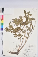 登錄號:S058755藏品圖，第1張