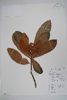 登錄號:S058762藏品圖，第1張