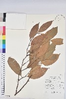 登錄號:S058763藏品圖，第1張