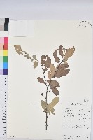 登錄號:S058764藏品圖，第1張