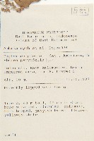 小葉沙羅雙藏品圖，第2張