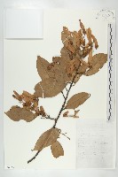 登錄號:S058768藏品圖，第1張