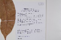 登錄號:S058769藏品圖，第2張