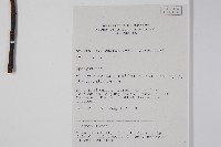 齒葉東北南星藏品圖，第2張