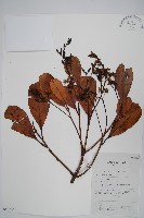 登錄號:S058780藏品圖，第1張