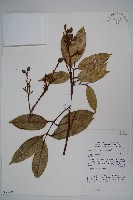 登錄號:S058785藏品圖，第1張