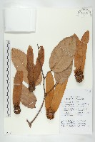 登錄號:S058789藏品圖，第1張