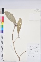 登錄號:S058791藏品圖，第1張