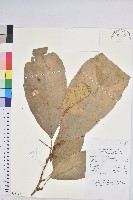 登錄號:S058792藏品圖，第1張