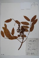 登錄號:S058793藏品圖，第1張