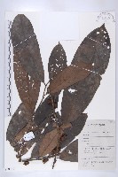 登錄號:S058795藏品圖，第1張