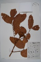 登錄號:S058796藏品圖，第1張