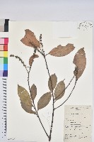 登錄號:S058797藏品圖，第1張