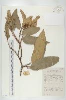 登錄號:S058798藏品圖，第1張