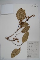 登錄號:S058806藏品圖，第1張