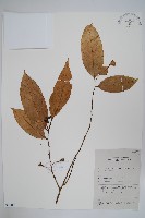 香花暗羅藏品圖，第1張