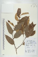 登錄號:S058810藏品圖，第1張