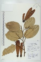 登錄號:S058812藏品圖，第1張