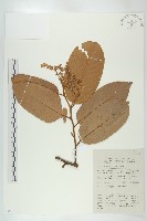 登錄號:S058813藏品圖，第1張