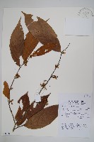 登錄號:S058816藏品圖，第1張