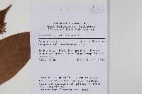 登錄號:S058816藏品圖，第2張