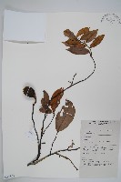 登錄號:S058825藏品圖，第1張