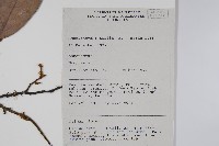 登錄號:S058825藏品圖，第2張