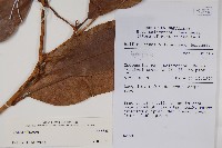 登錄號:S058828藏品圖，第2張