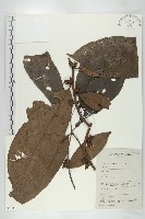 登錄號:S058830藏品圖，第1張