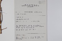 香花暗羅藏品圖，第2張