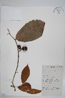 登錄號:S058833藏品圖，第1張