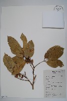 登錄號:S058835藏品圖，第1張