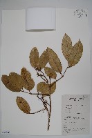 登錄號:S058836藏品圖，第1張